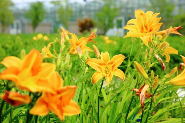 校地攜手讓小小萱草花釋放大能量。學(xué)校供圖